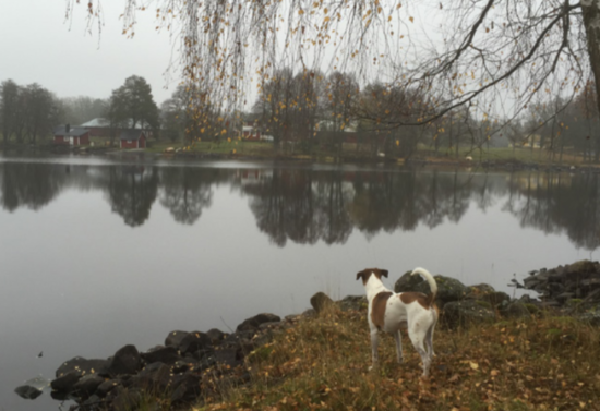 Hunden Jeppe överblickar sin hemby Uranäs från Vikafällan – en informell mötesplats. Här står Conny Rosanders inbjudande bänkar 2016!
